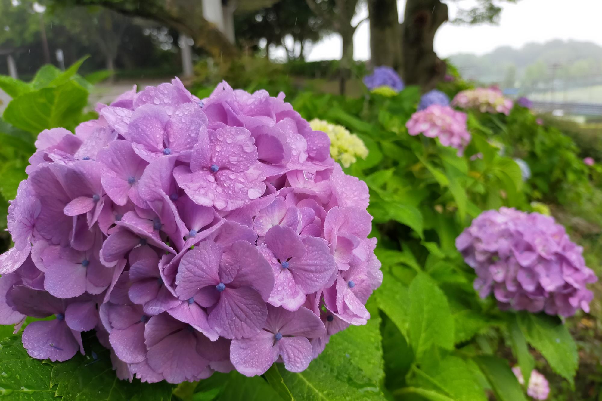 6月17日（金）あじさい開花状況