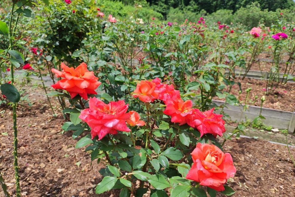 6月24日(金)のバラ園の様子です