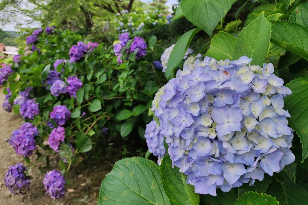 6月24日(金)のお花情報(アジサイが見頃になり、アーティチョークが咲きそうです)