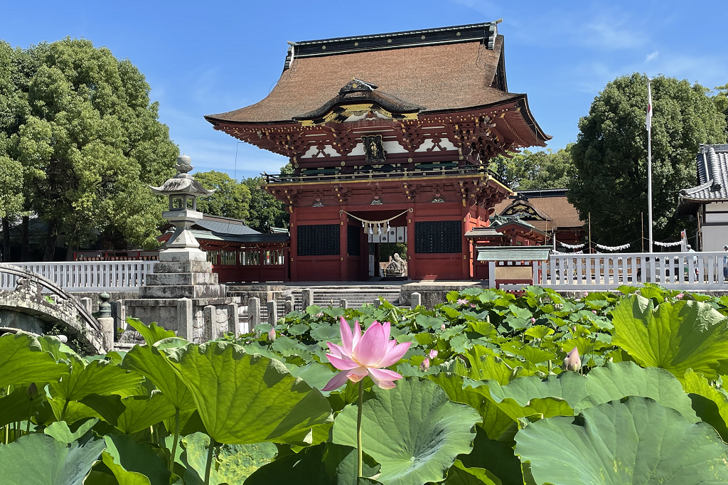 2022年6月29日（水）の伊賀八幡宮のハスの開花状況を更新しました