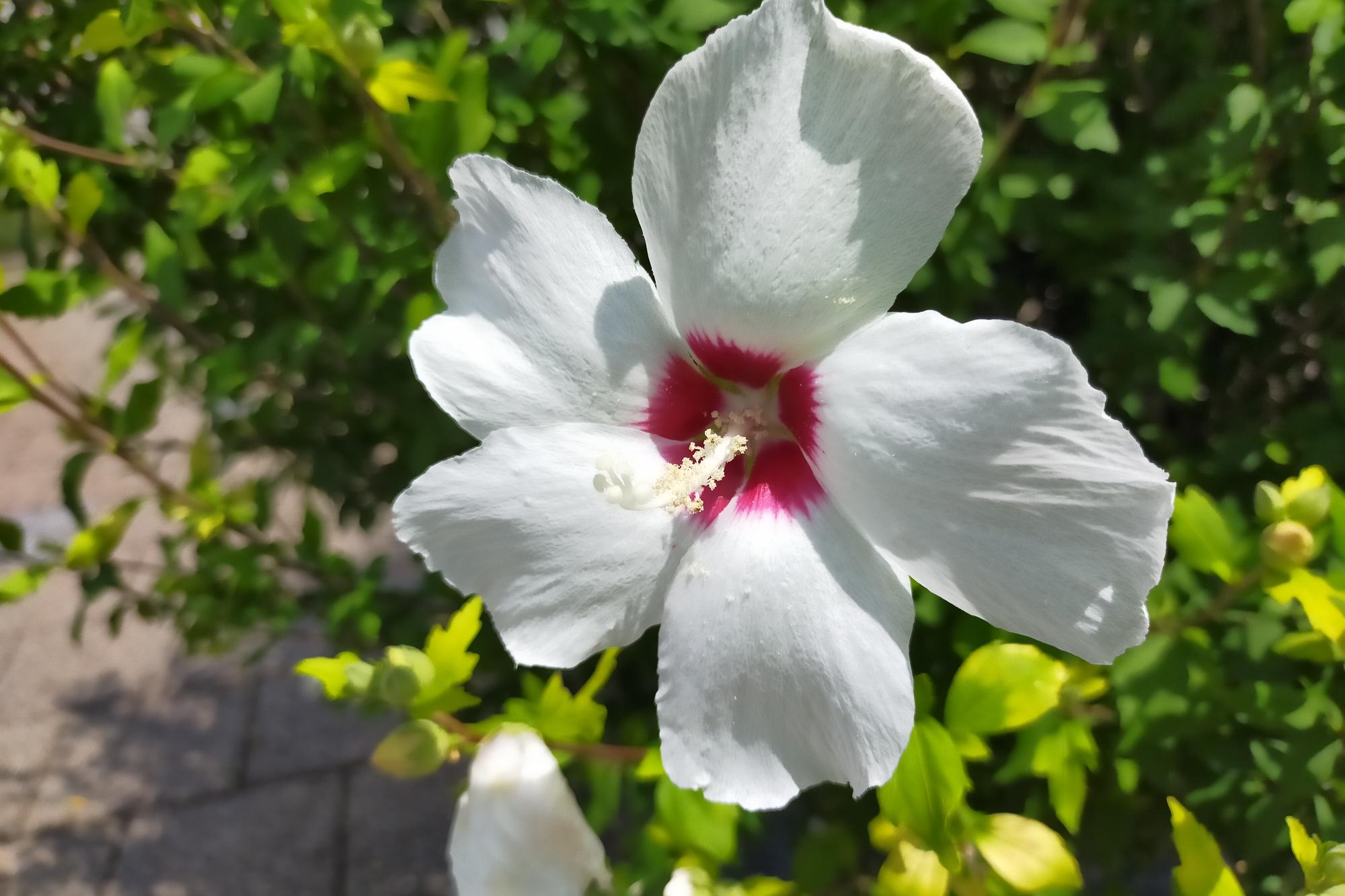 ムクゲの花が咲いてます