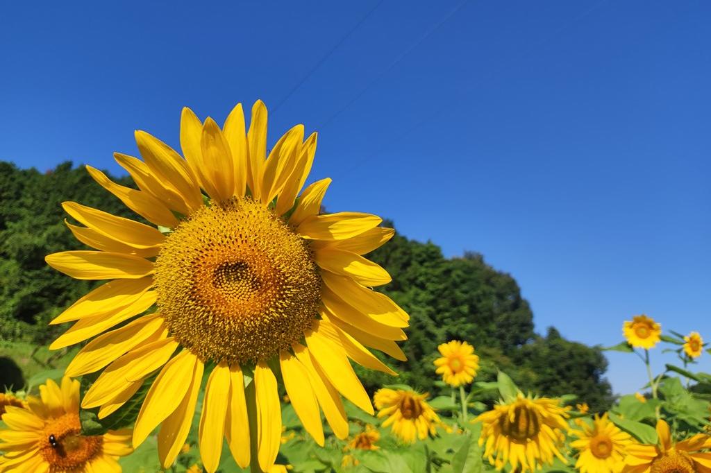 8月3日(金)のお花情報(ひまわりが沢山咲いています)