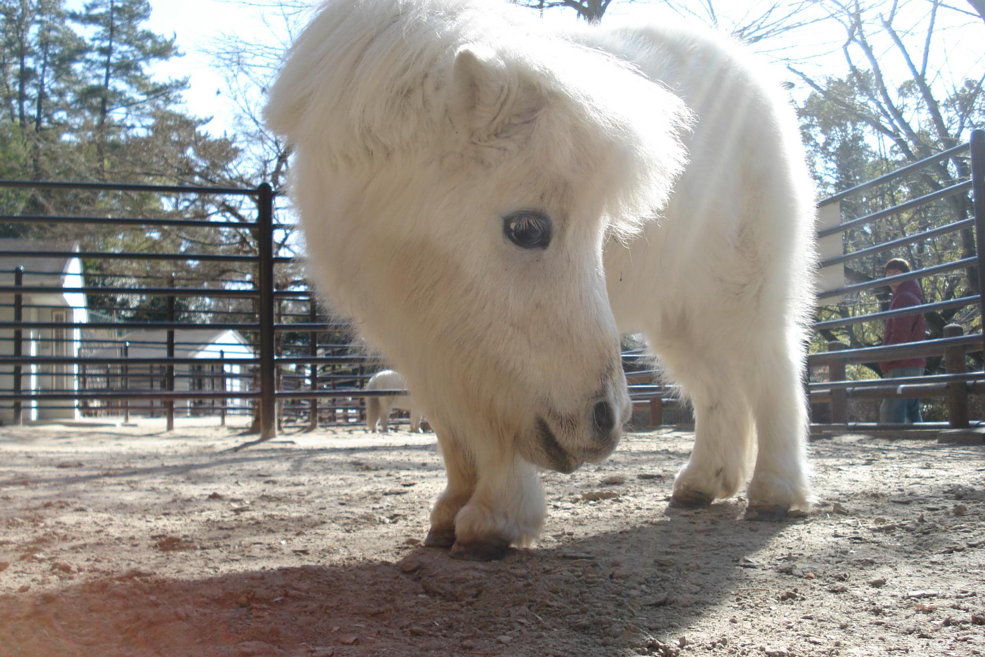 ミニチュアホースの「プリマ」が亡くなりました。【東公園動物園】