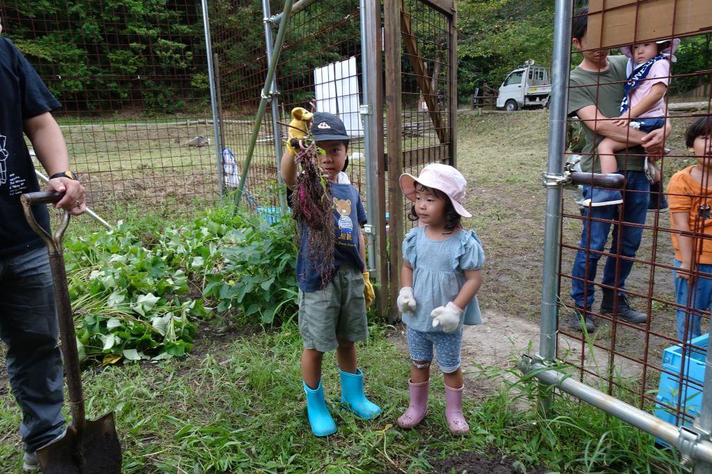 「さつま芋畑の手入れと試し掘り」を実施しました！