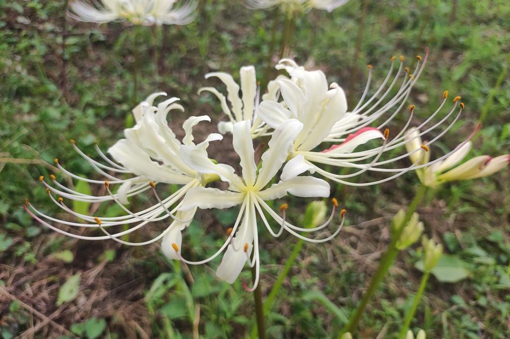 8月30日(火)のお花情報(彼岸花が咲き始めています)