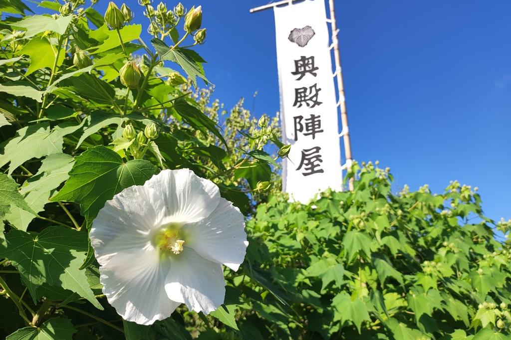 9月4日(日)のお花情報(酔芙蓉の1日の変化をご紹介します)