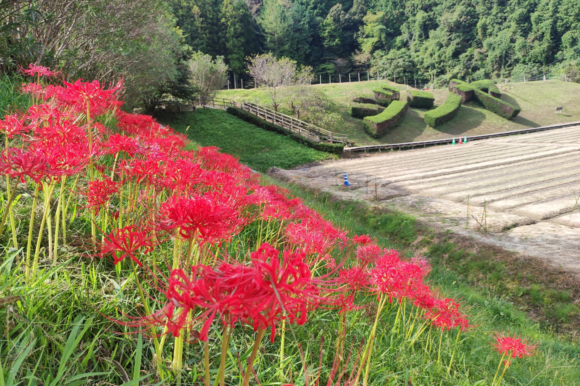 9月27日(火)のお花情報(様々な花が咲いています)