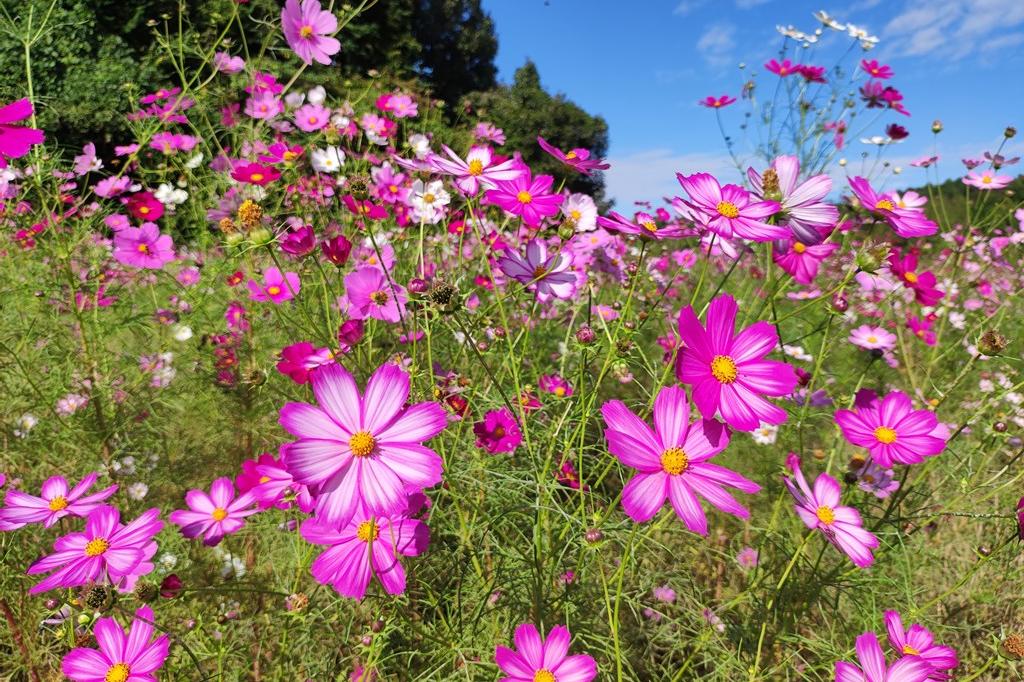 10月15日(土)のお花情報(コスモスが見頃です)