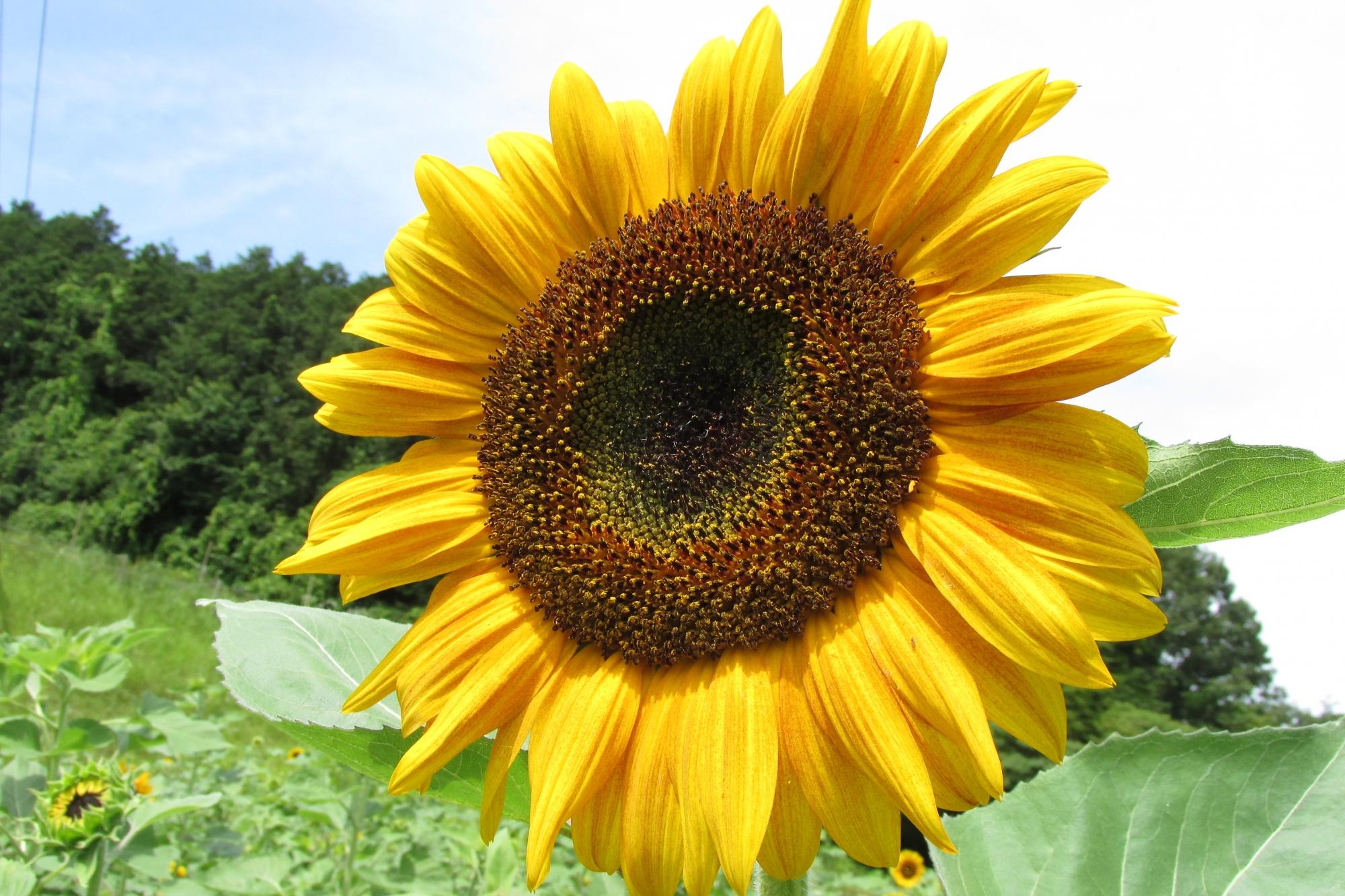 夏の花ぞの苑開花情報を公開しました！