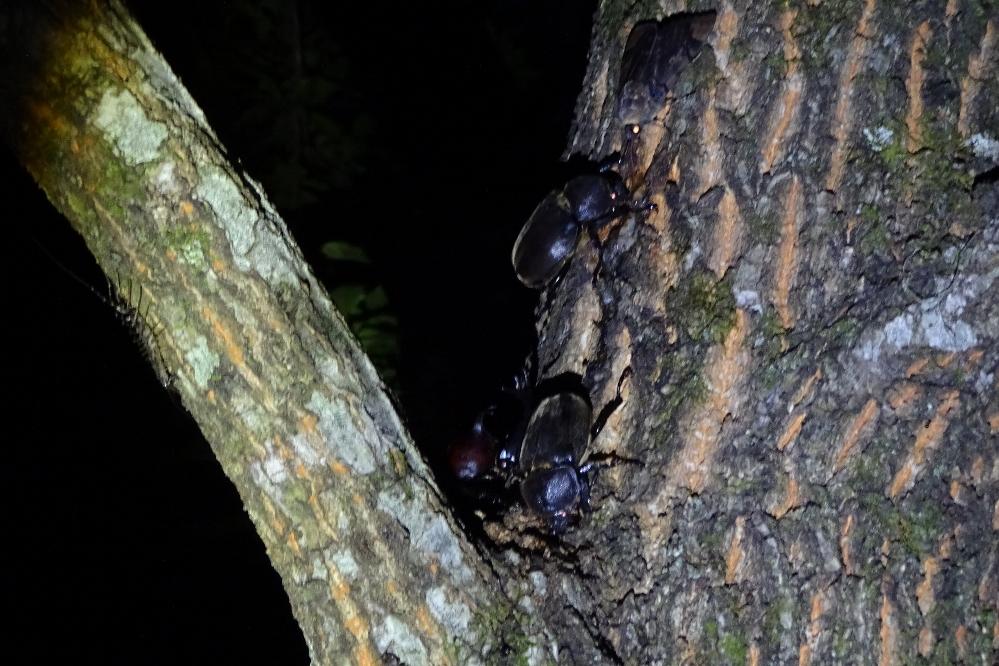 「夜のカブトムシ探し＆スターウオッチ」ページを公開しました！