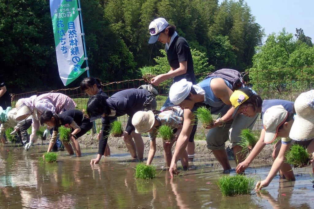 「昔ながらの稲作体験」で、かかし作りを行います！