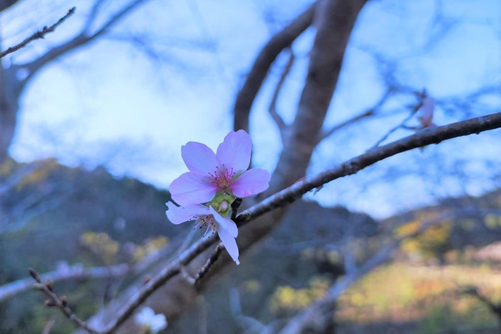 11月5日(土)のお花情報(四季桜が咲き始めました)