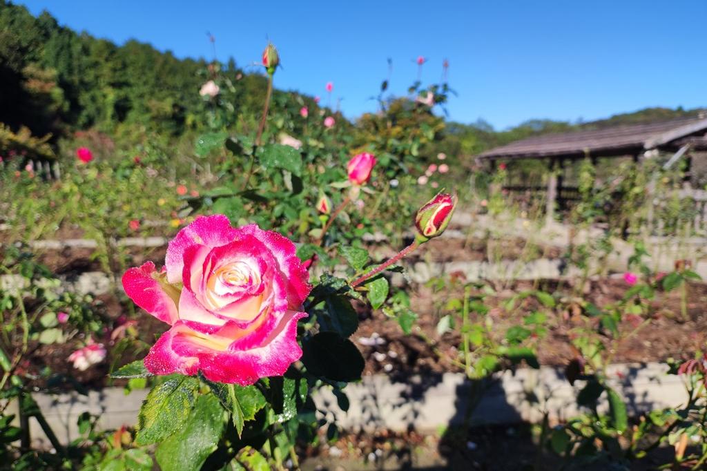 11月6日(日)のバラ園の様子です