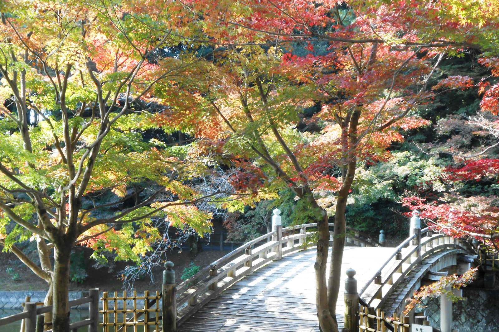 11月11日（金）の東公園紅葉情報を更新しました。