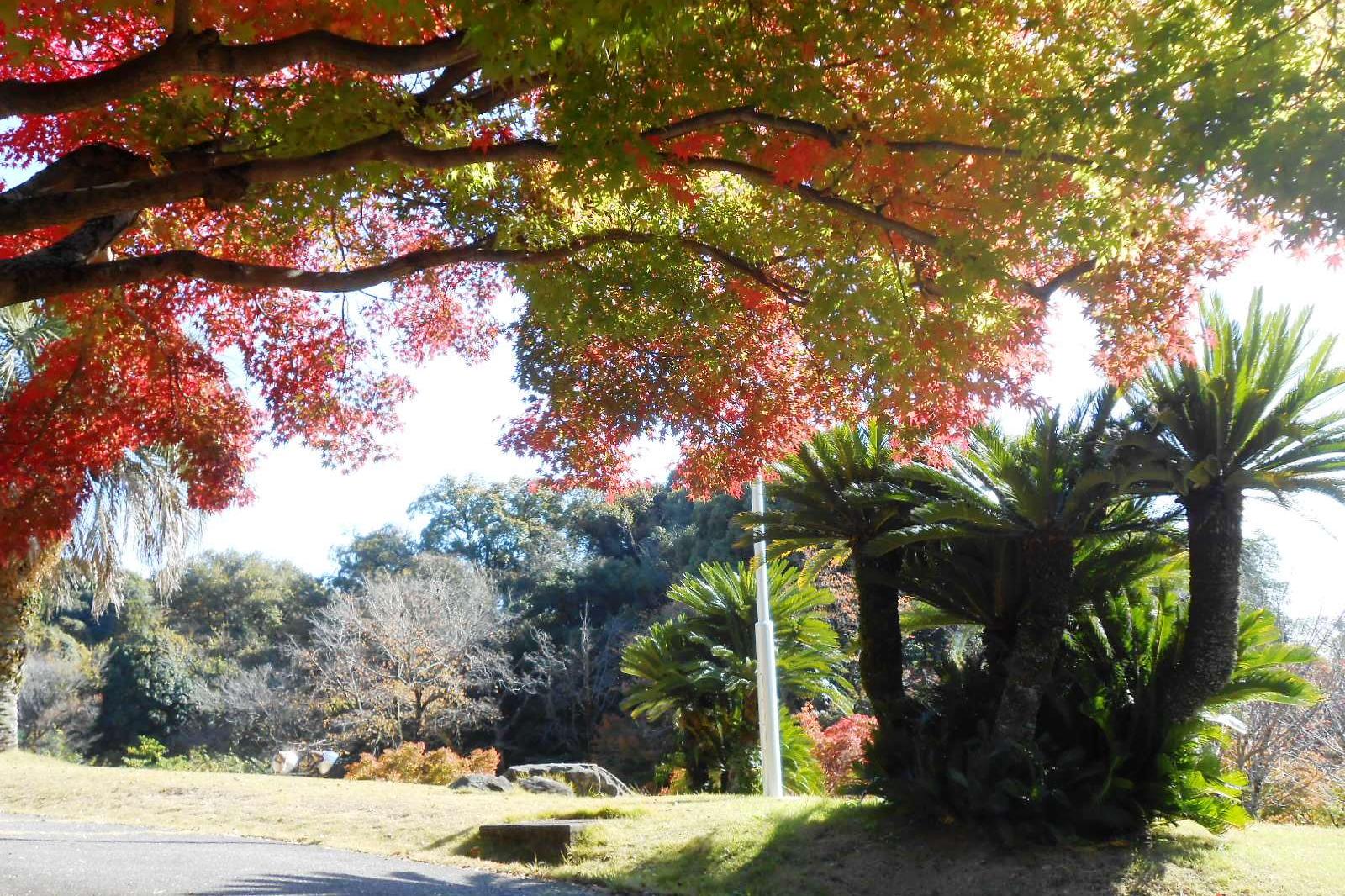 11月15日（火）の東公園紅葉情報を更新しました。