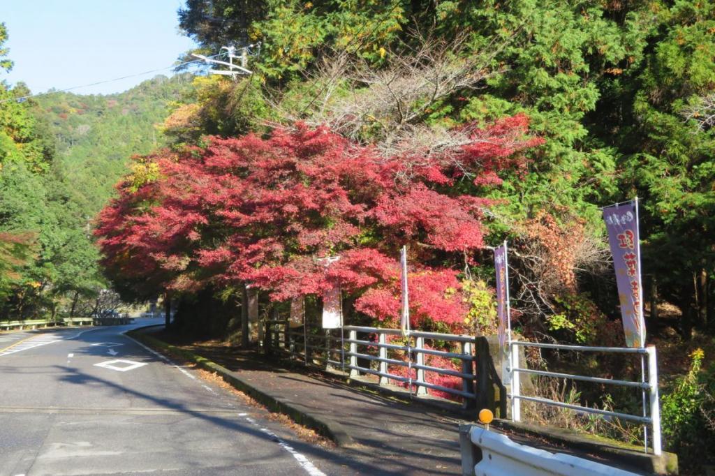 11月15日（火）のくらがり渓谷紅葉情報です！