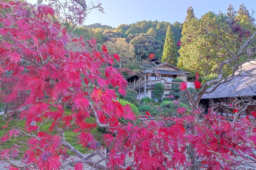 11月16日(水)の紅葉の様子です