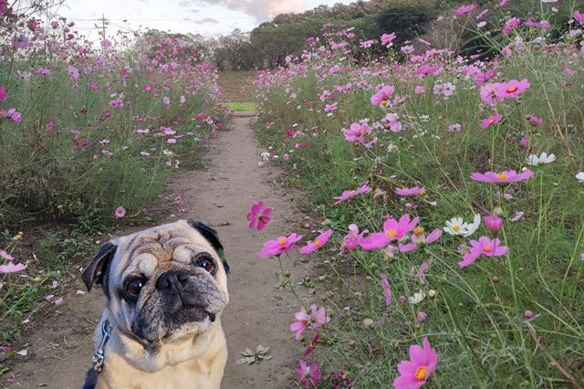 「秋のワンコ奥殿陣屋写真展」の写真募集は締め切りました。沢山のご応募ありがとうございました。