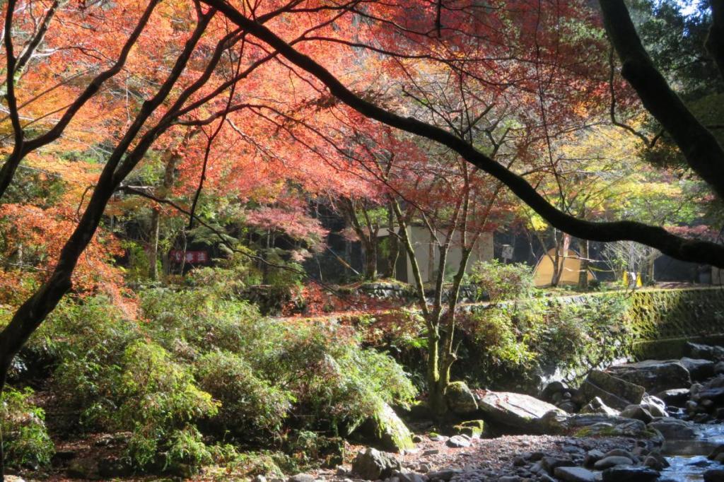 11月21日（月）のくらがり渓谷紅葉情報です！