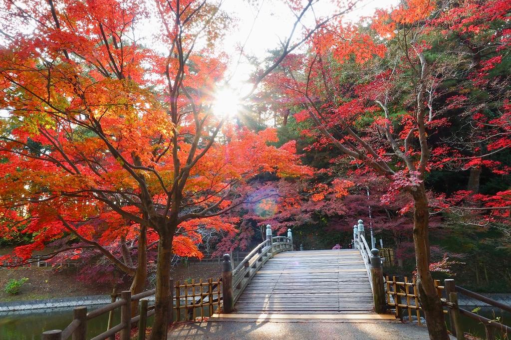 東公園「紅葉まつり」フォトコンテストを開催しています！