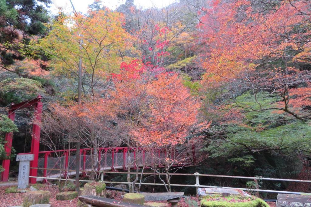 11月28日（月）のくらがり渓谷紅葉情報です！