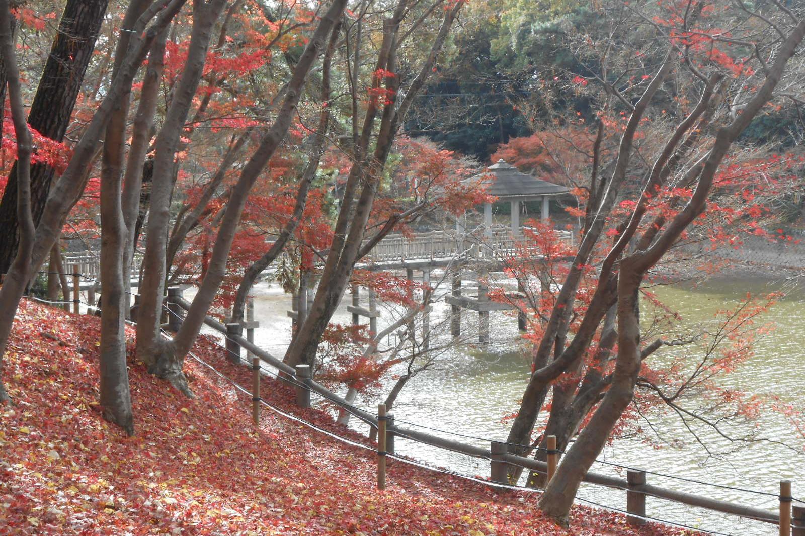 11月30日（水）の東公園紅葉情報を更新しました。