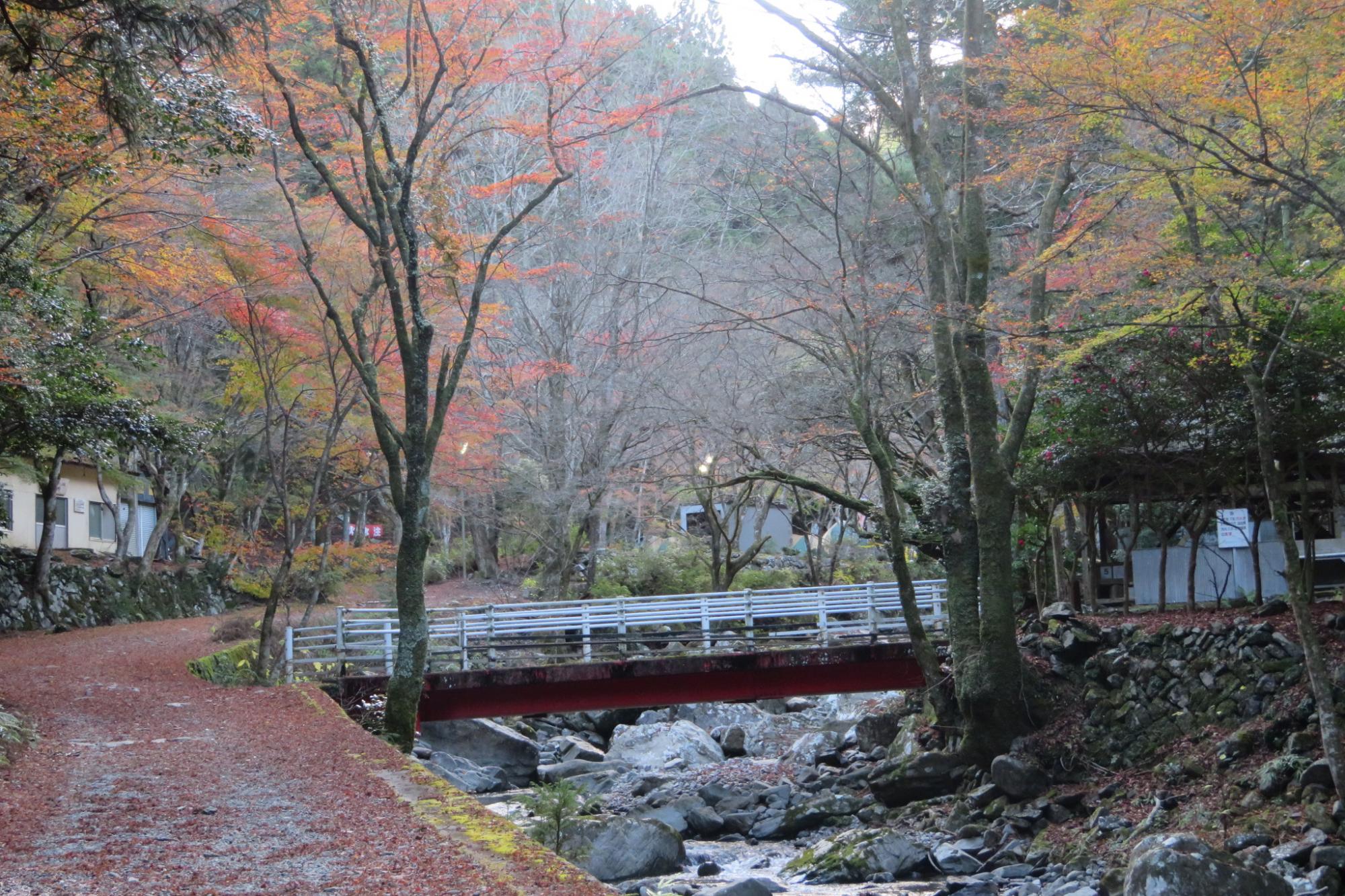 12月2日(金)のくらがり渓谷紅葉情報です！