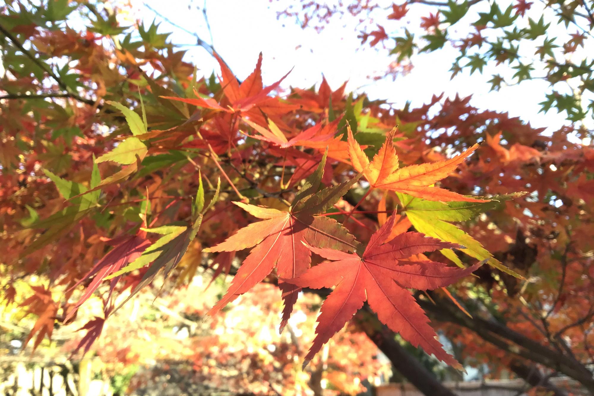 2022年12月3日（土）の紅葉状況を公開しました！