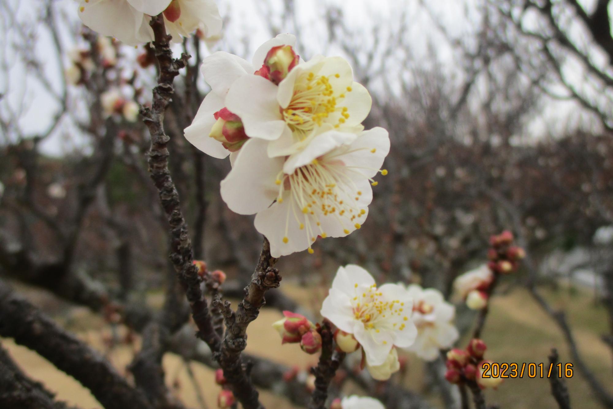 2023年1月16日現在の葵梅林の梅の開花状況です！