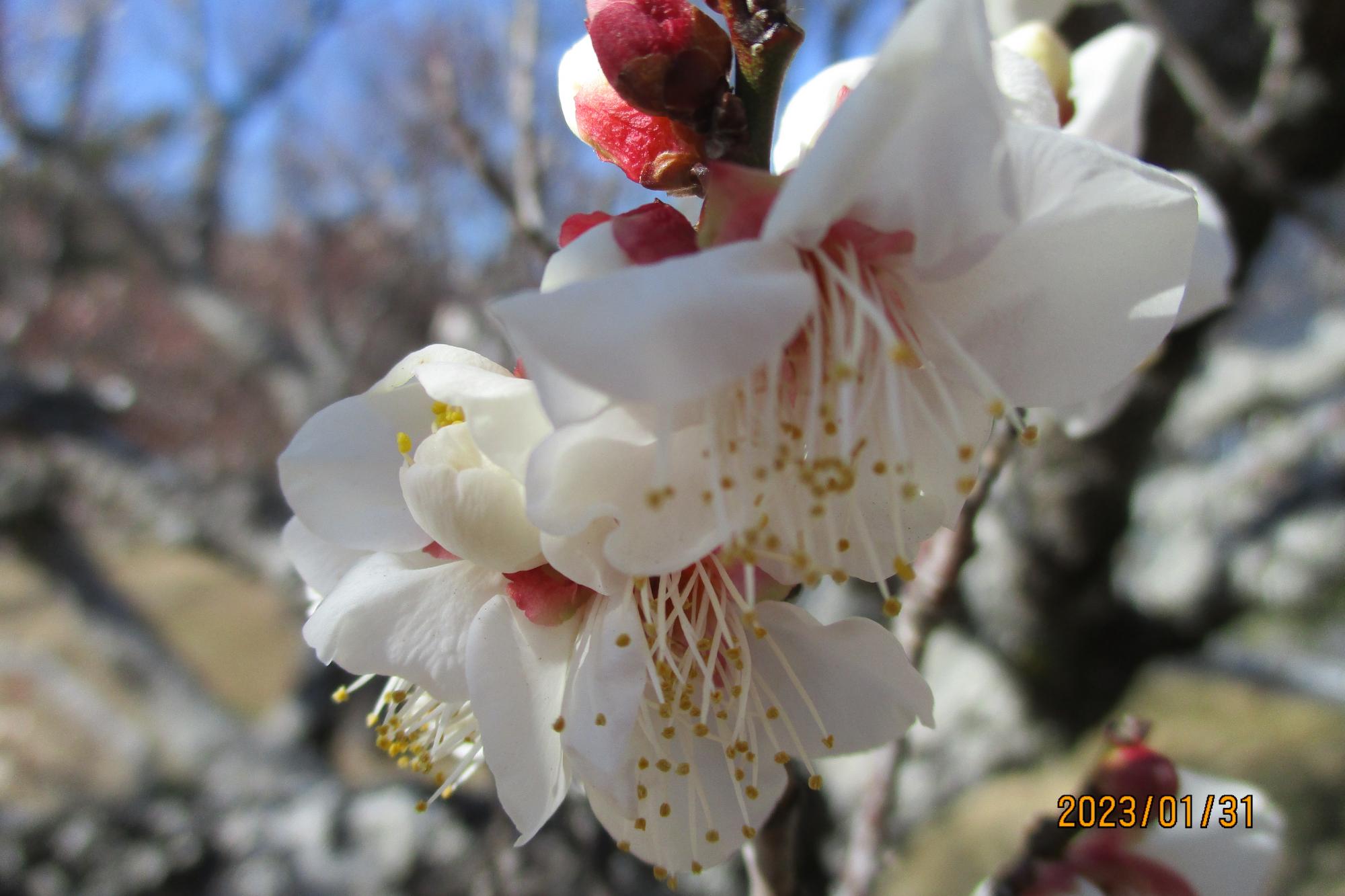 2023年1月31日現在の葵梅林の梅の開花状況です！