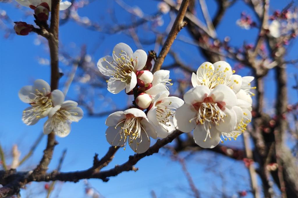 2023年梅の開花状況です