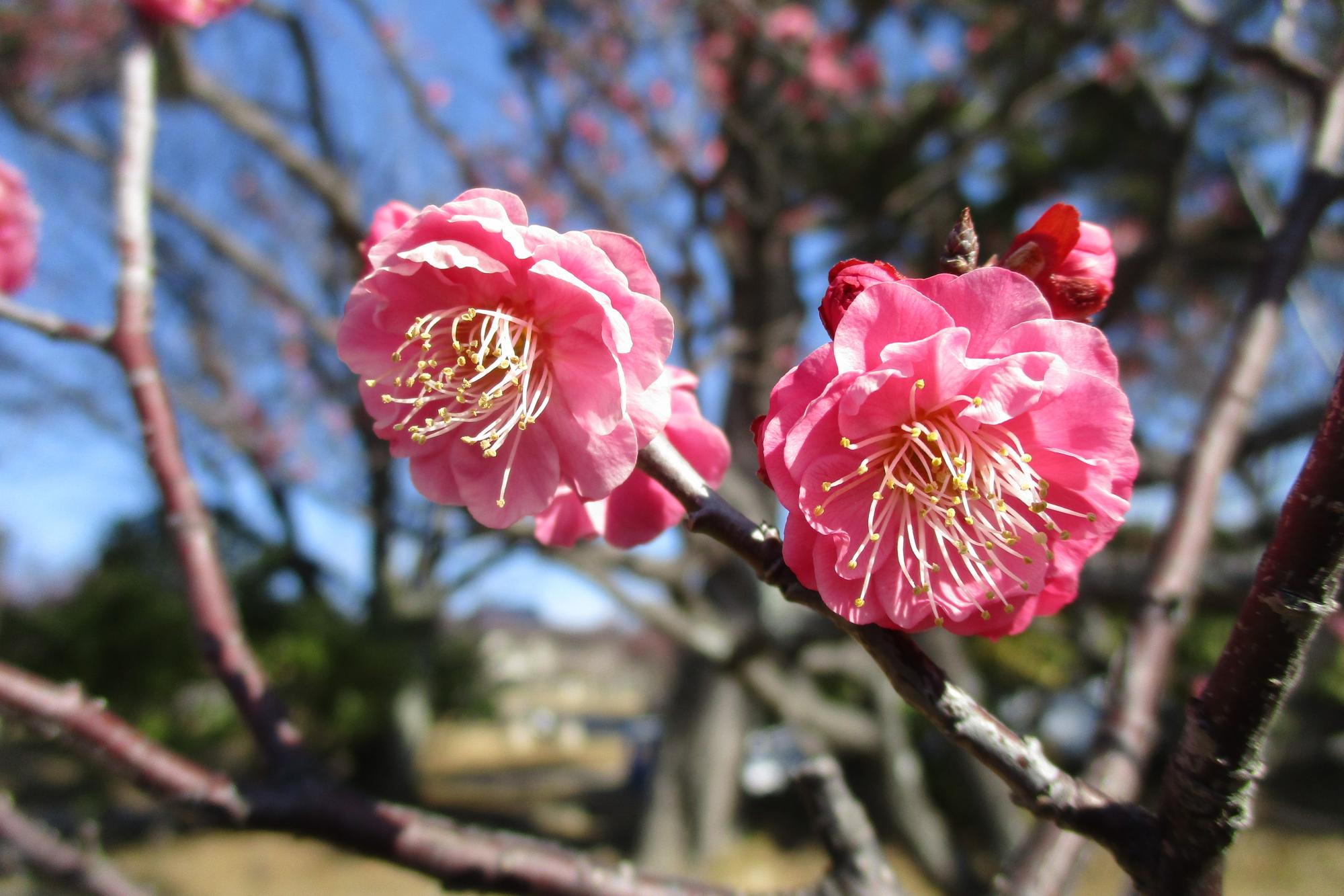 2023年2月17日現在の葵梅林の梅の開花状況です！