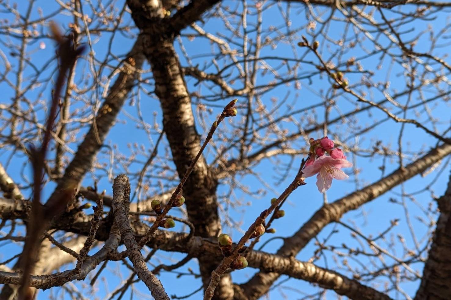 2023年葵桜の開花状況をお知らせします！
