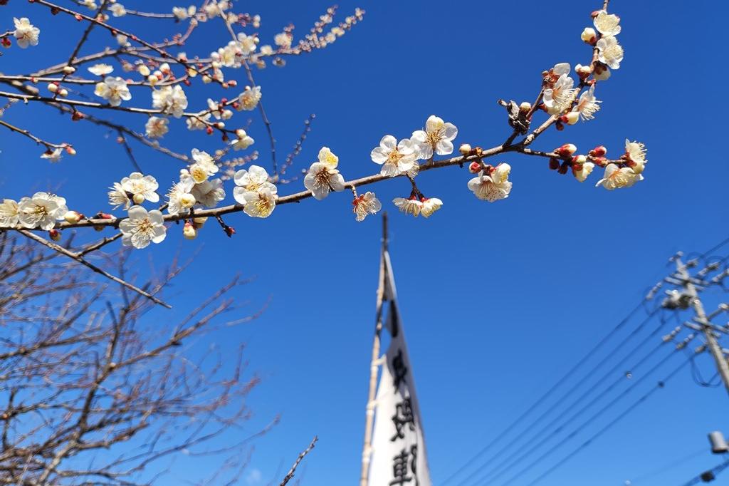 2月21日(火)の梅の開花状況です