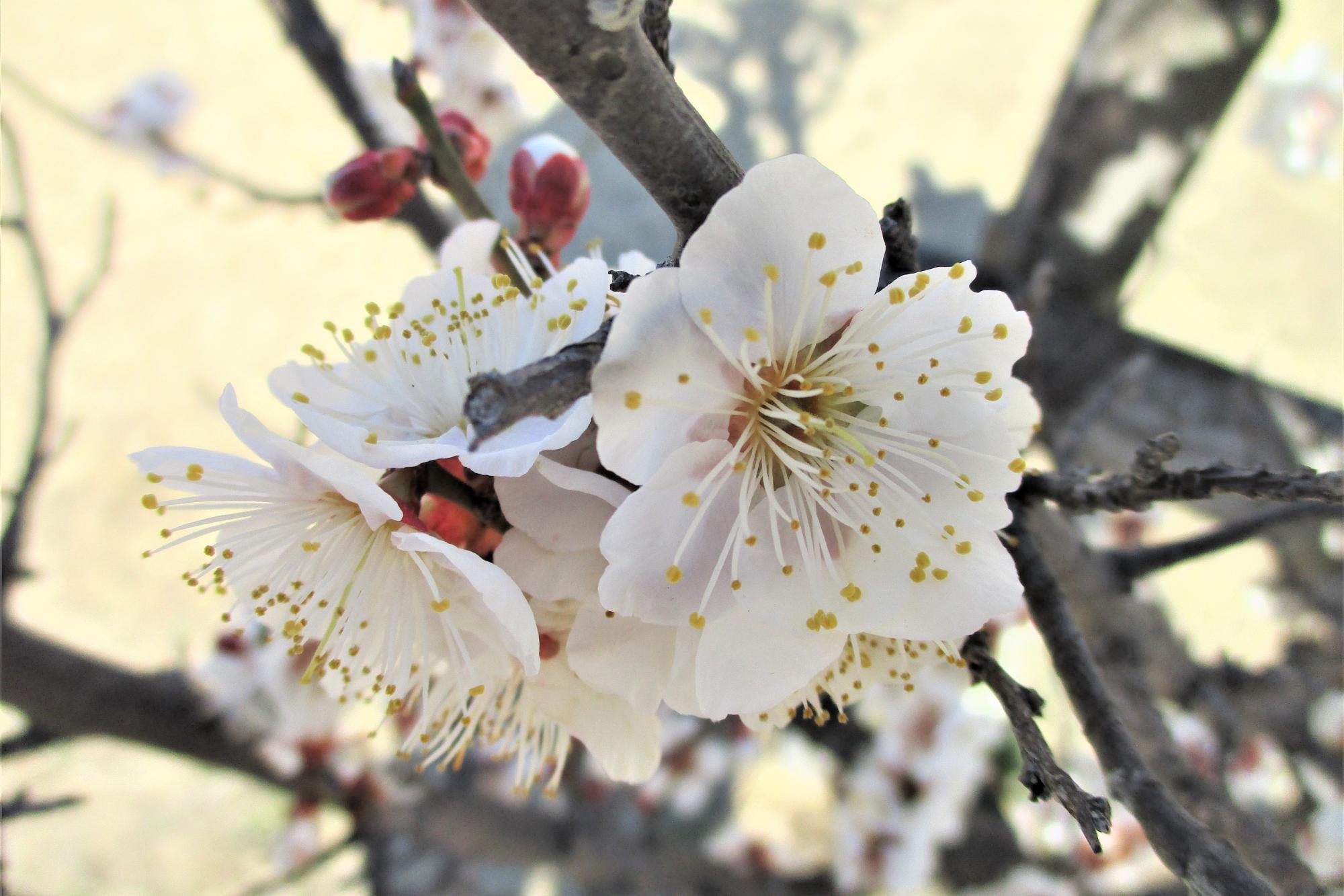 2023年2月21日現在の葵梅林の梅の開花状況です！