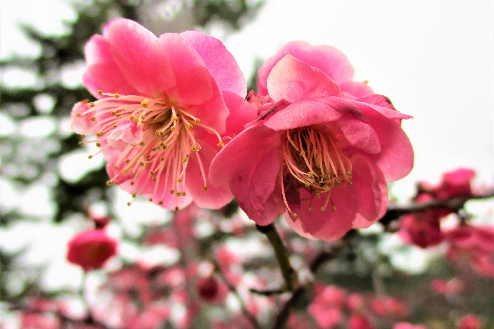 2023年2月24日現在の葵梅林の梅の開花状況です！