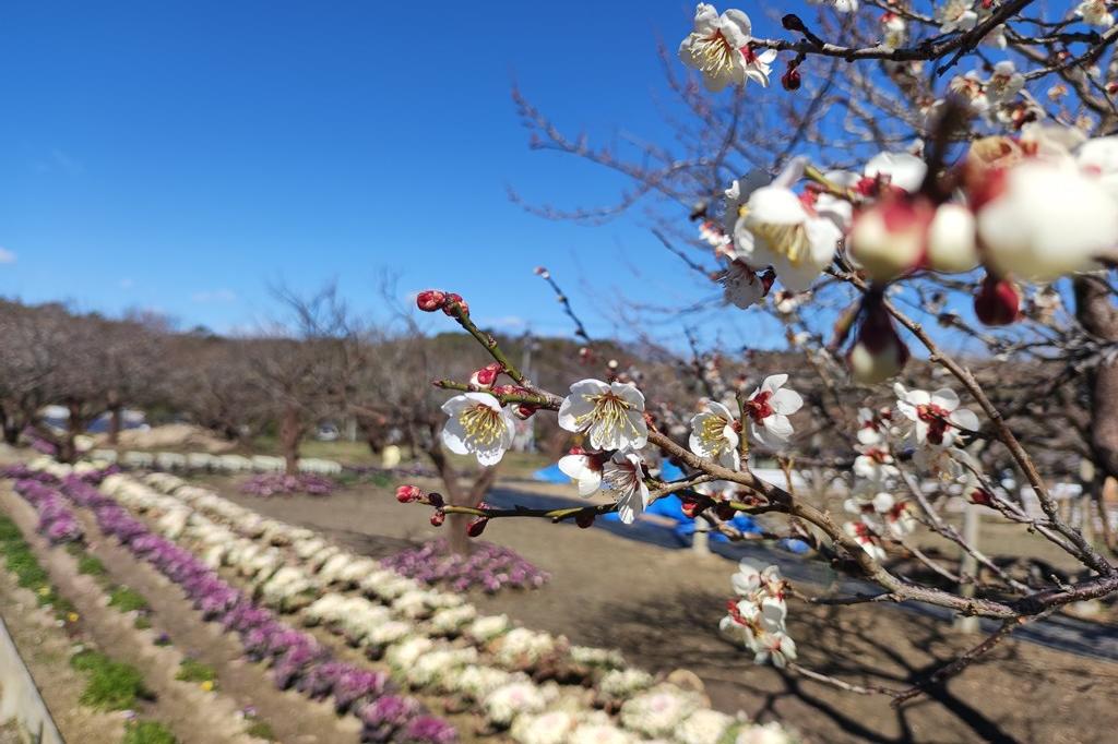 2月26日(日)の梅の開花状況です