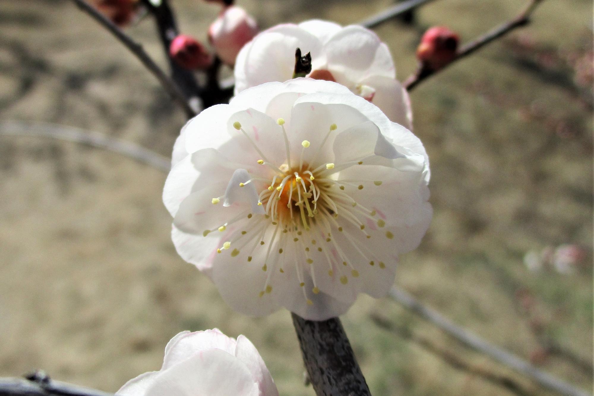 2023年2月27日現在の葵梅林の梅の開花状況です！