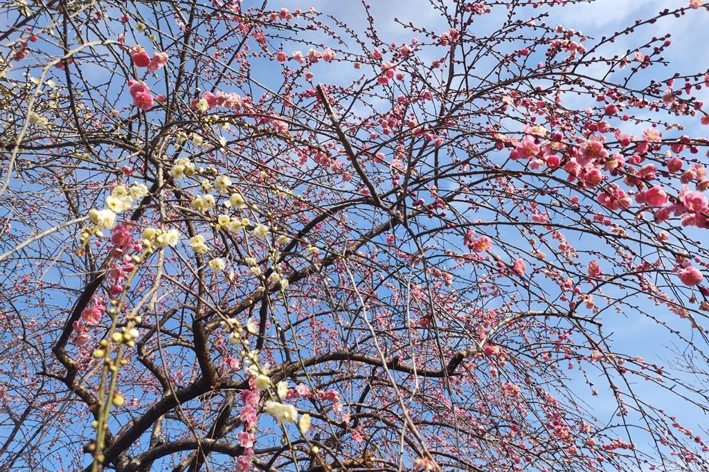 3月1日(水)の梅の開花状況です
