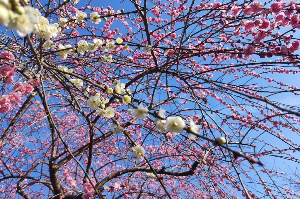 3月4日(土)の梅の開花状況です