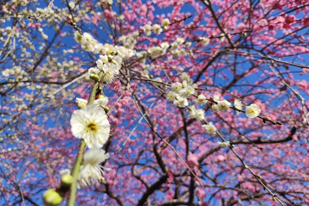 3月7日(火)の梅の開花状況です