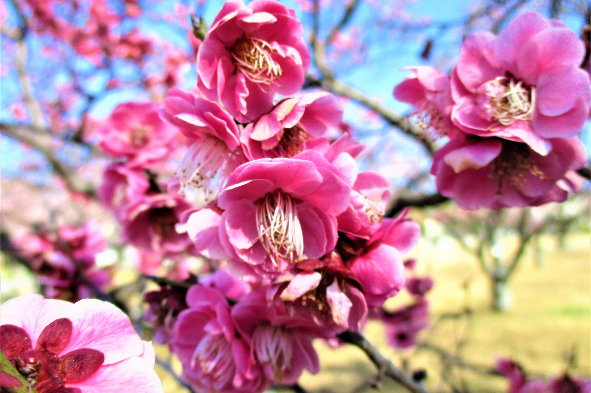 2023年3月7日現在の葵梅林の梅の開花状況です！