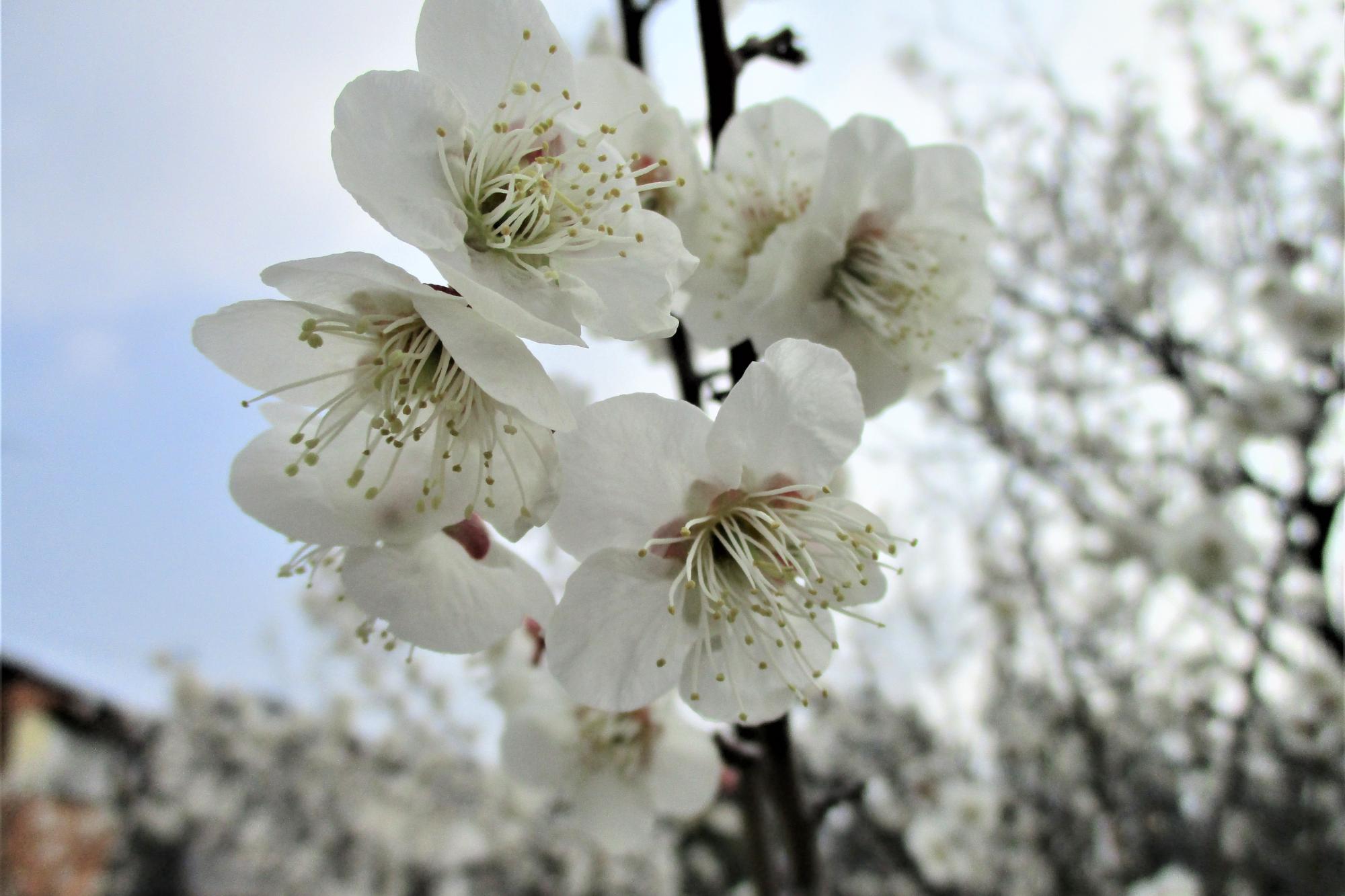 2023年3月10日現在の葵梅林の梅の開花状況です！