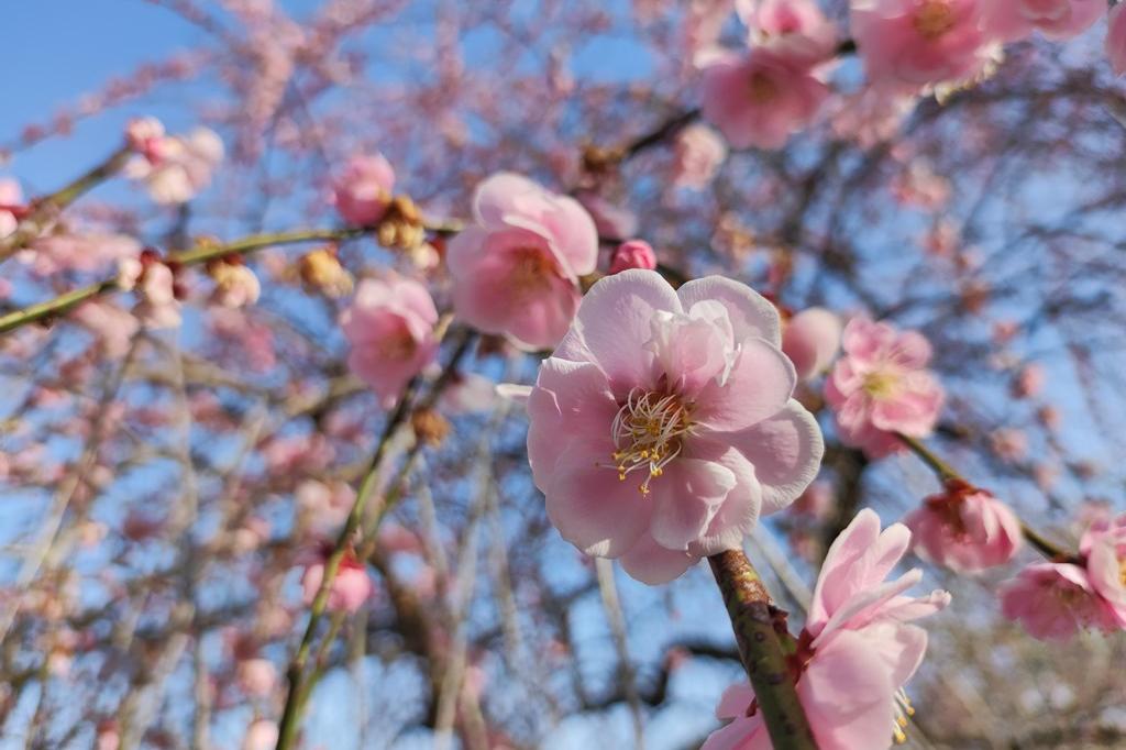 3月11日(土)の梅の開花状況です