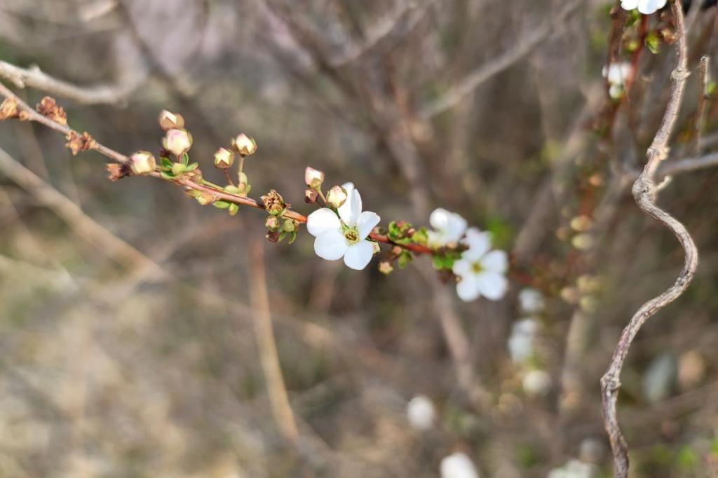 ユキヤナギが咲きだしました。（2023年3月12日）