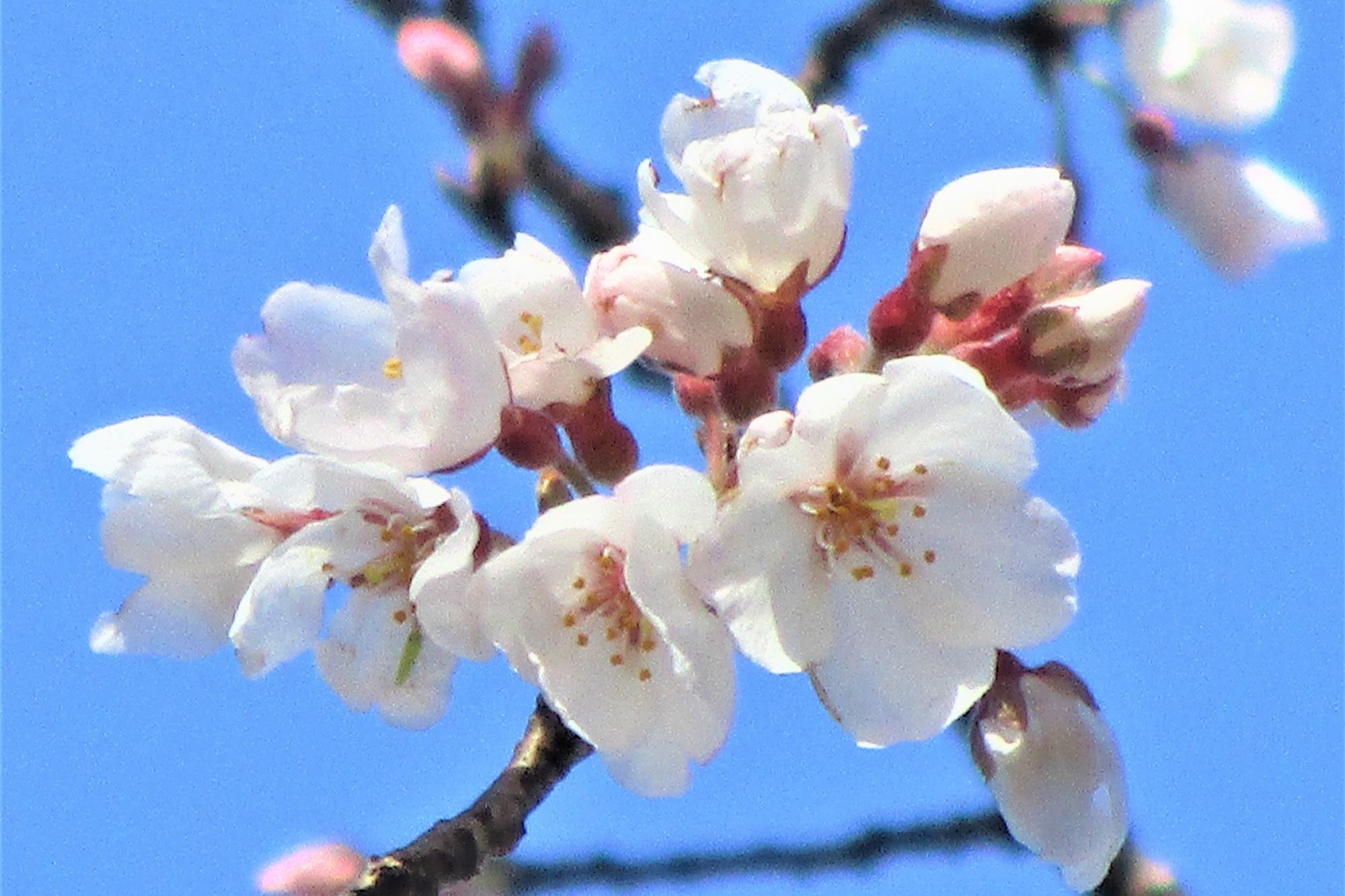 2023年南公園の桜の開花状況です！