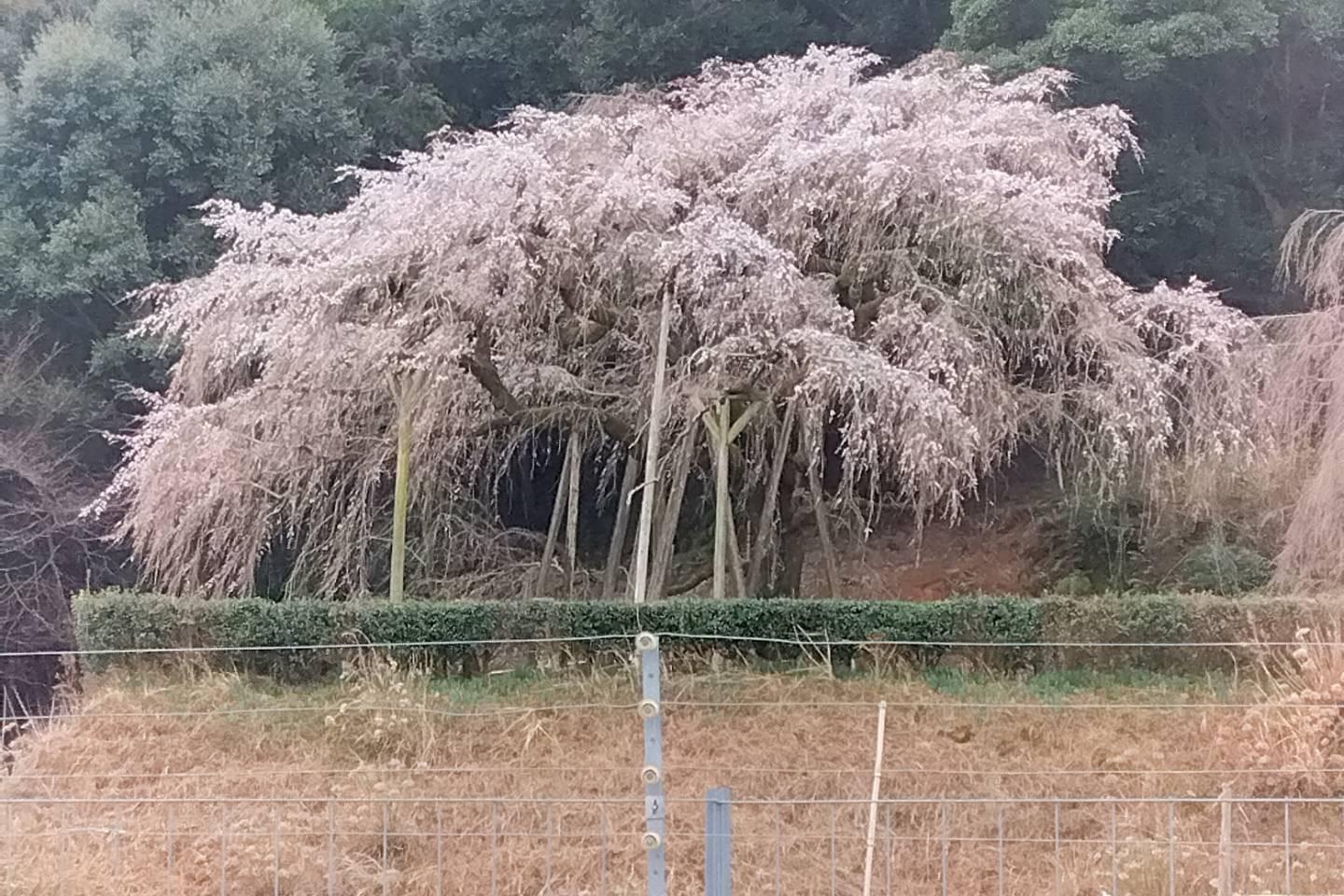 2023年奥山田のしだれ桜の開花情報をお知らせします！