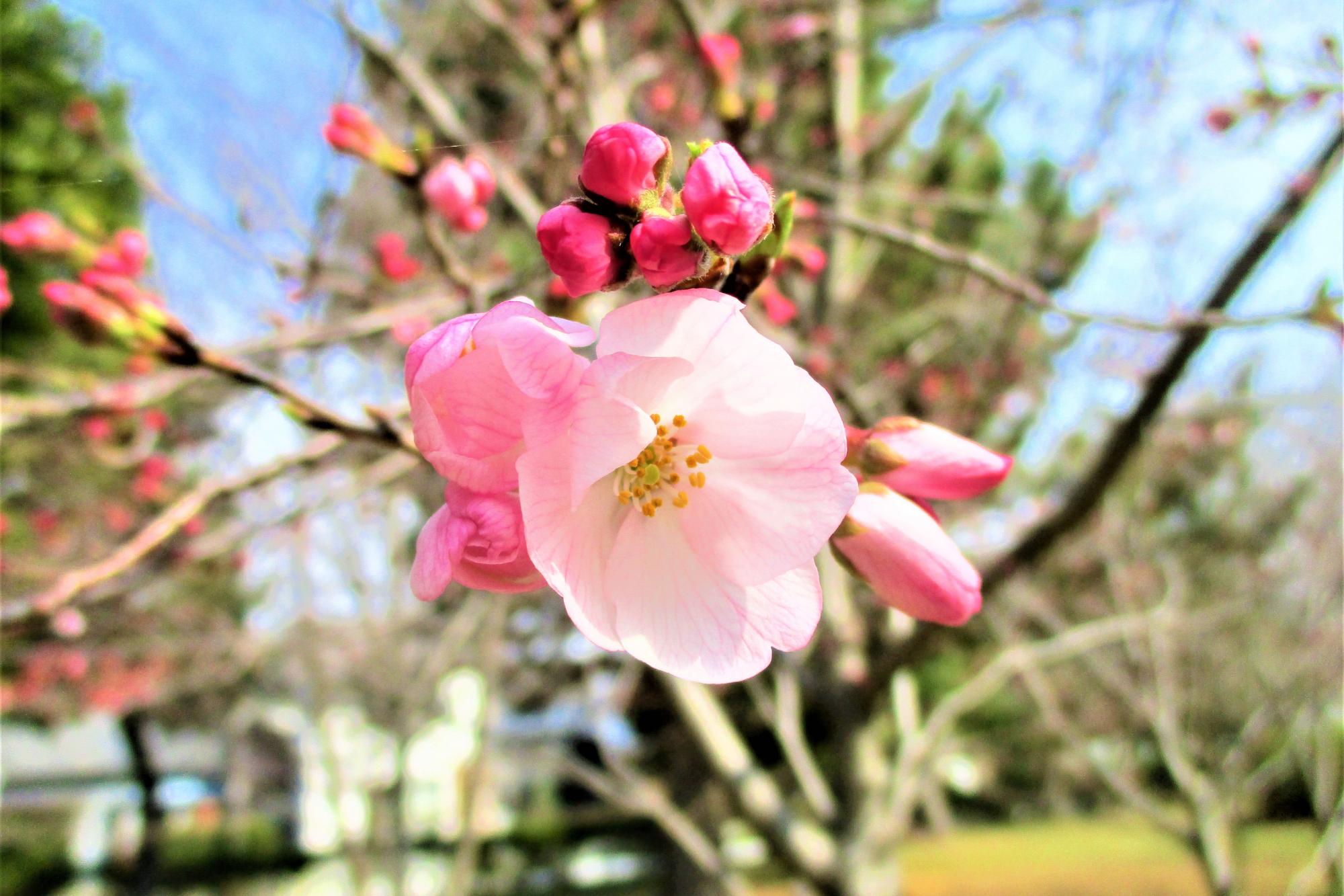 2023年３月17日現在の南公園の桜の開花状況です！