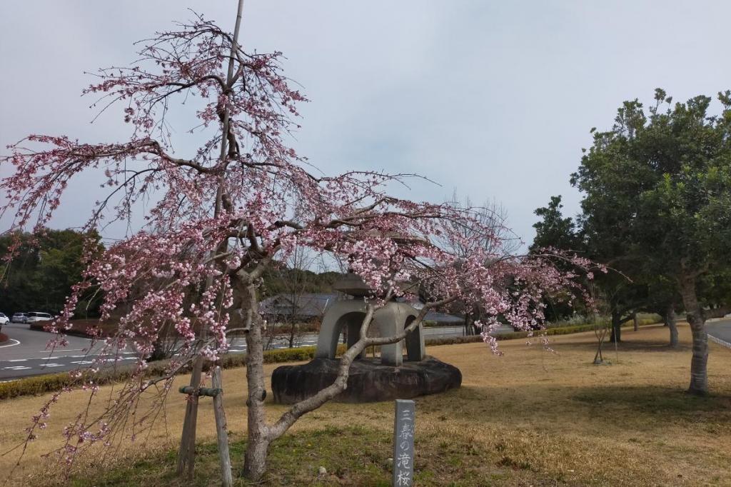 三春の滝桜が開花しました