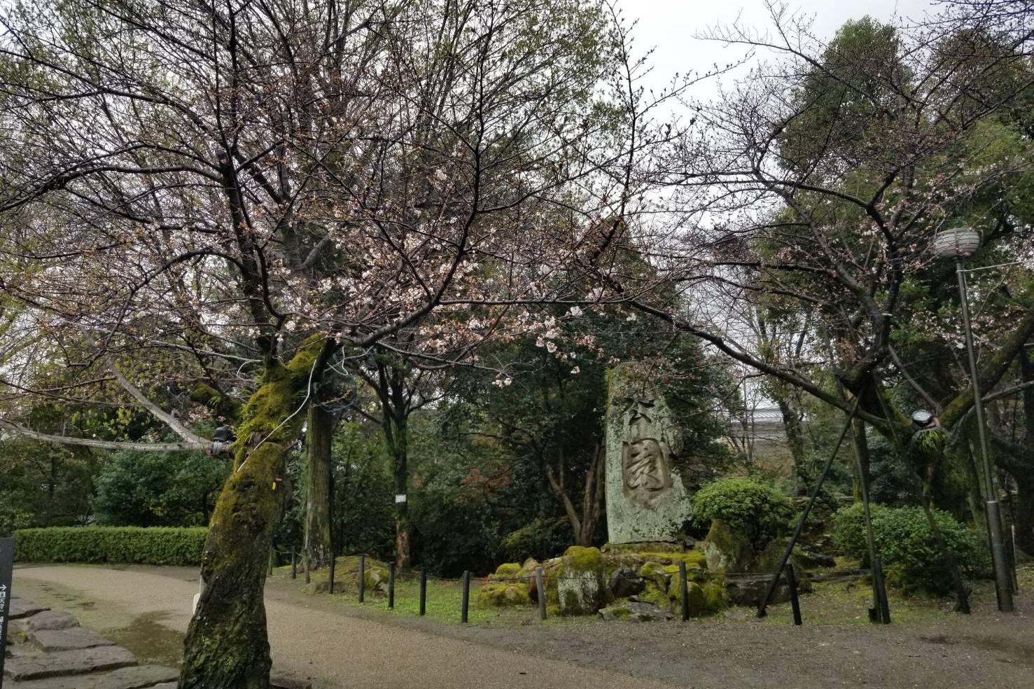 2023年3月18日（土）桜の開花状況を公開しました！